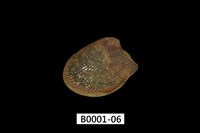 藏品(銀錦蛤)的圖片